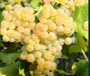 Vand struguri pentru vin