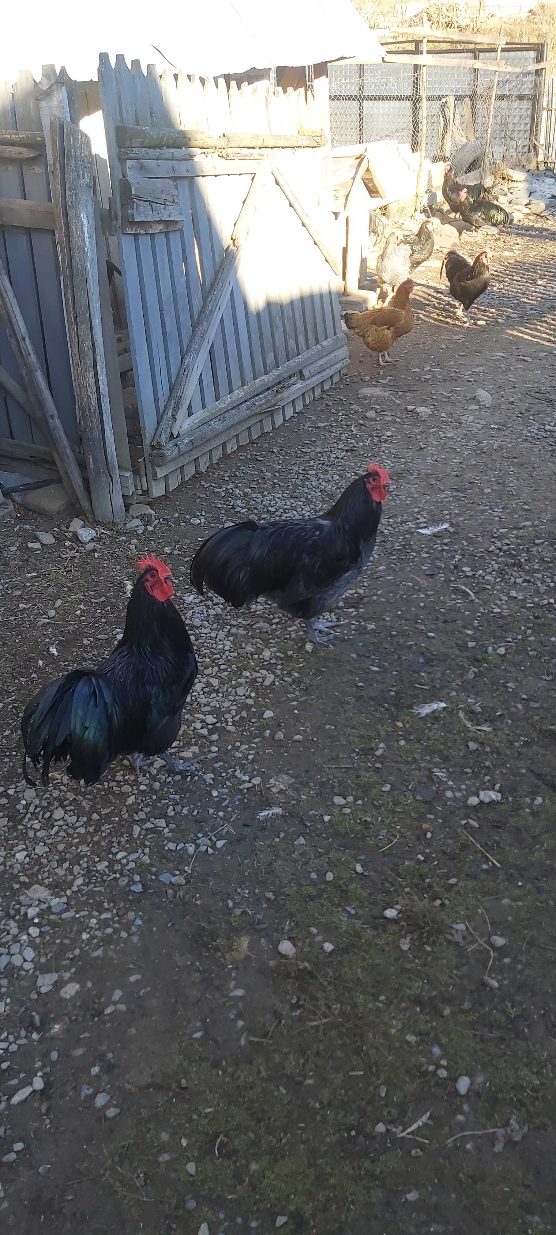 Cocosi Australorp,Araucana,Brahma,Lakenvelder,La Fleche,Mătase