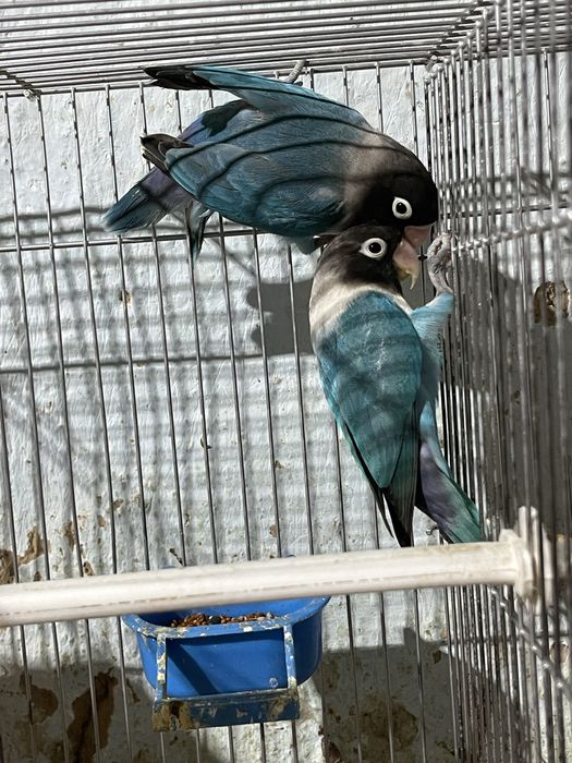 Nerazruchnik неразлучки маска папугай