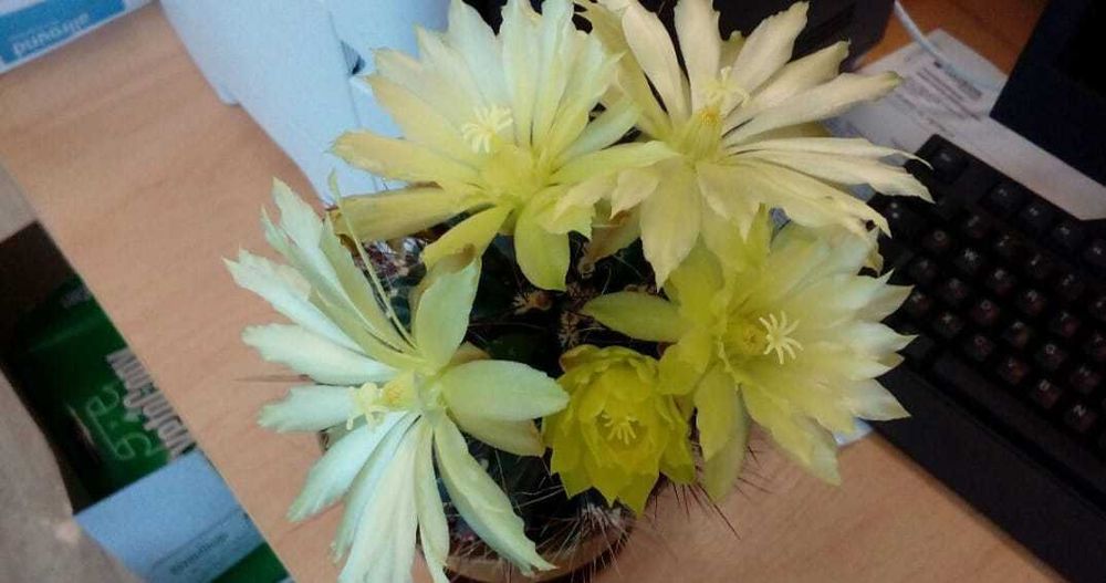 Уход за комнатными растениями дома и в офисе!