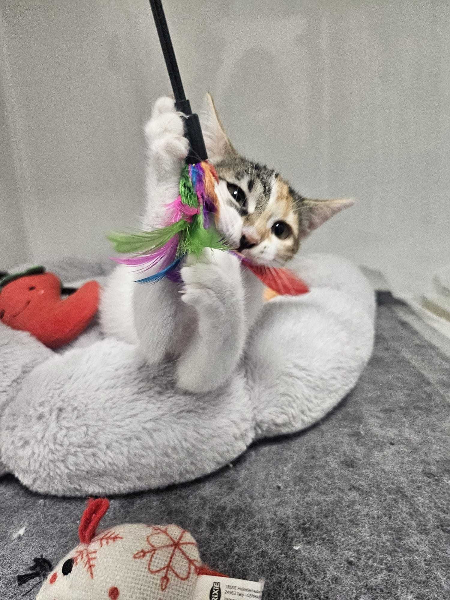 Ofer spre adoptie pisicute - Luna si Cleo
