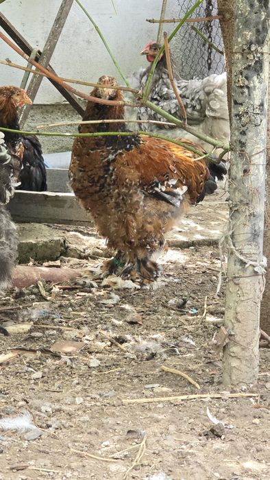 Pasari de rasa tineret și adulte