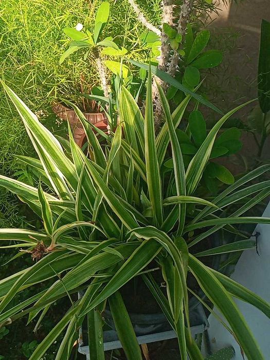 Крассула, кливия, алоэ вера, папоротник, мушканбар гули кучатлари