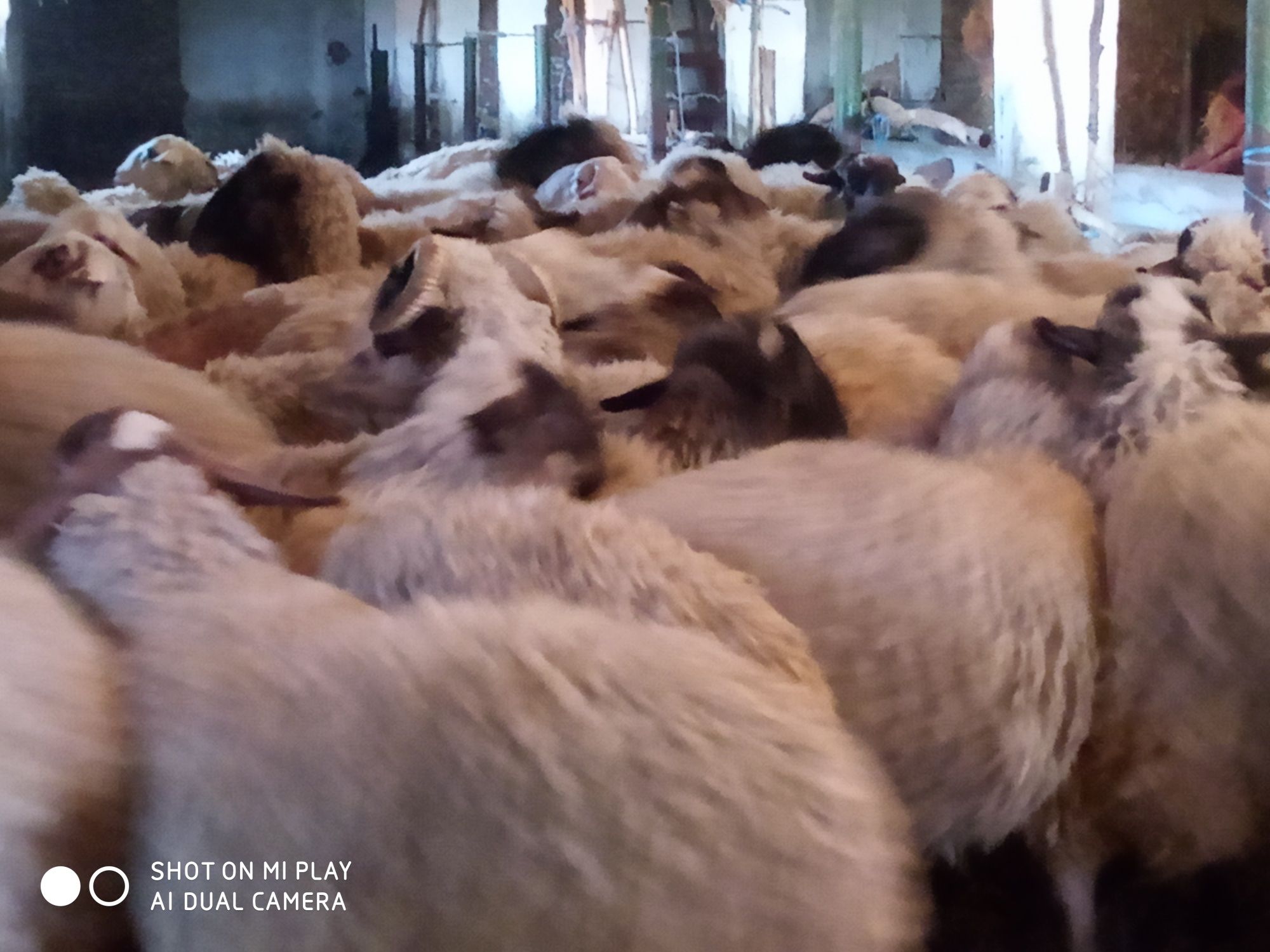 Продават се кочове
