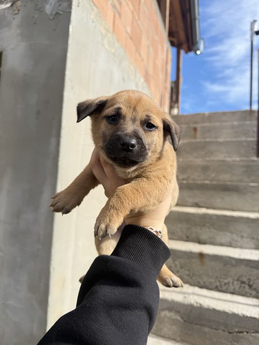 Подарявам кученца