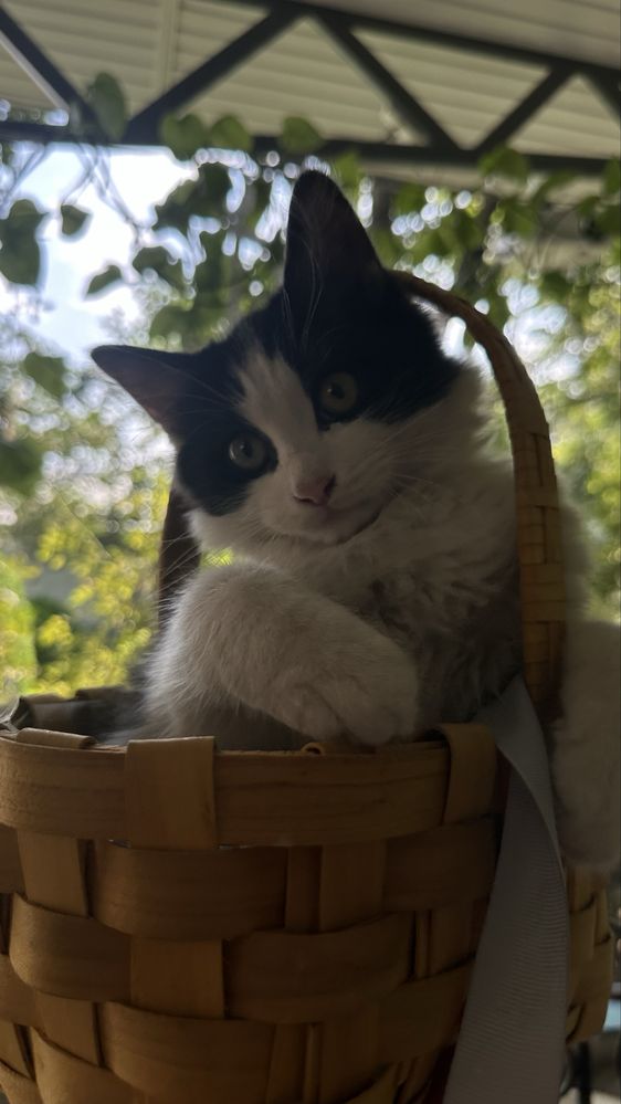 Подарим котят хорошим людям