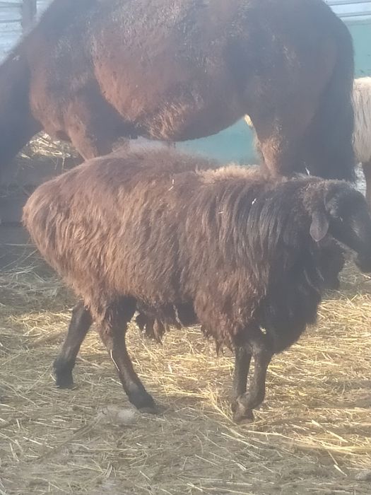 Продам    Кошкар