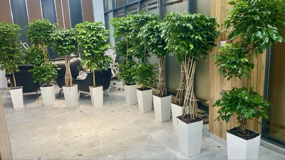 Оптом Офисные цветы, Хона гуллар Оптом, Ofis Gullari