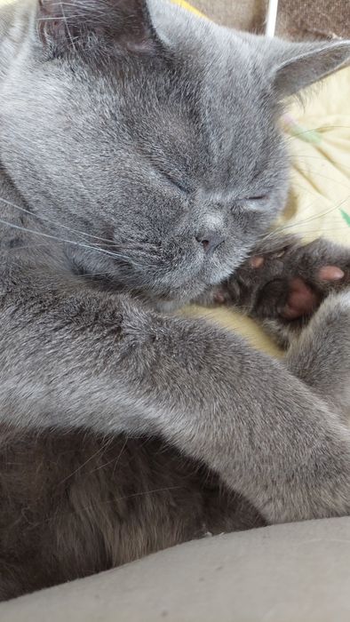 Британская кошка