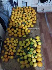 Limon bor qancha kk bolsa tel