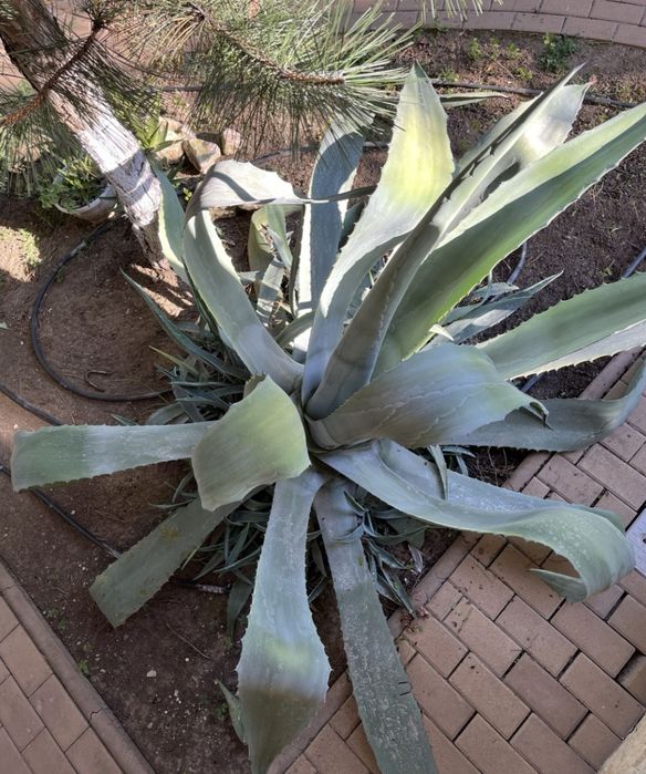 Cactus agave de peste 10 ani vechime