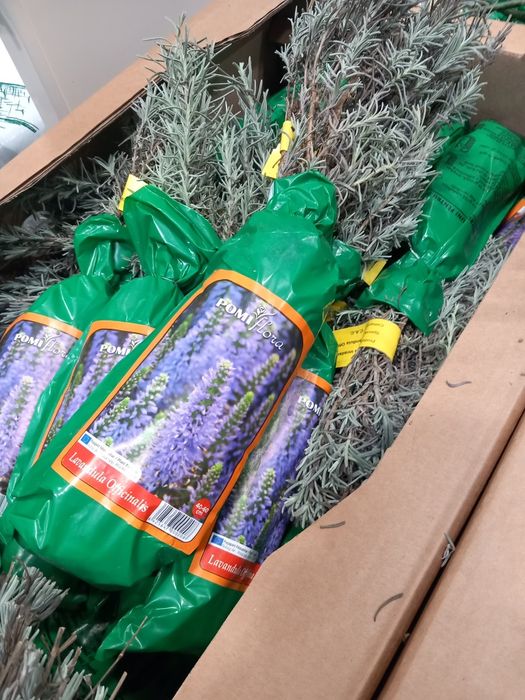 Pepiniera vând  lavanda la ghiveci și  trandafiri cataratori la ghivec