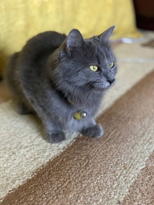 HADIYA. Отдам в добрые руки