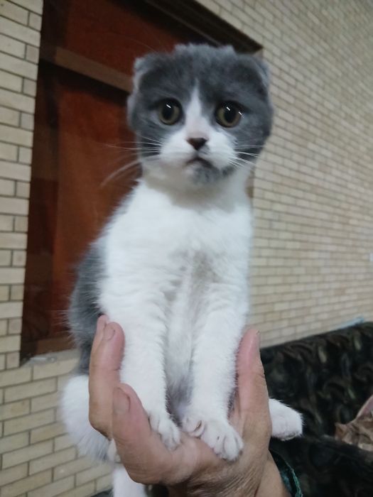 вислоухая кошка продам