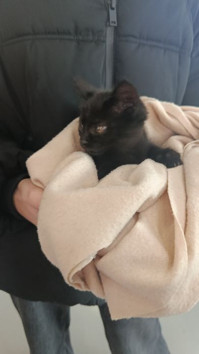 Ищем дом для котёнка