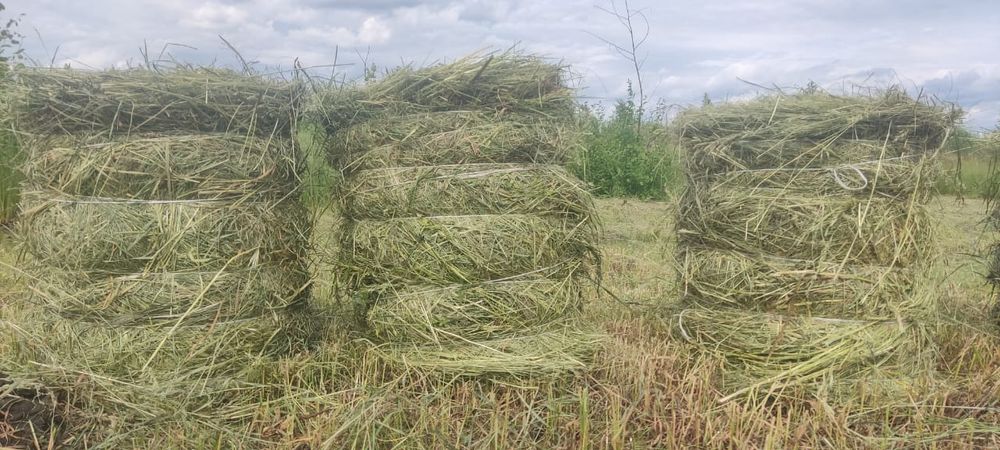 Продам сено тюковое