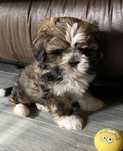Shih tzu femela