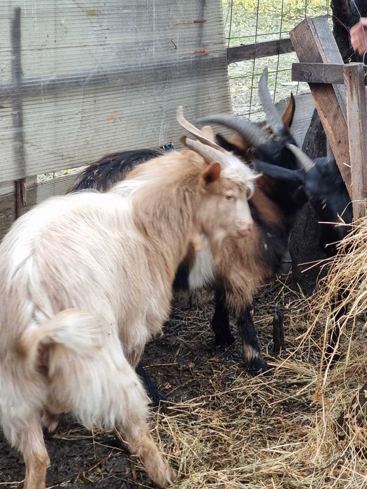 Vand 3 tapi doi de anul acesta si unul de 2 ani jumate