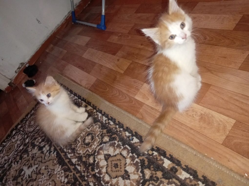 Котята, ручной деприсант