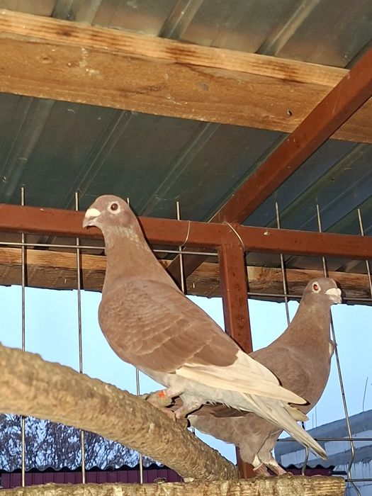 Porumbei roșii de București de vânzare