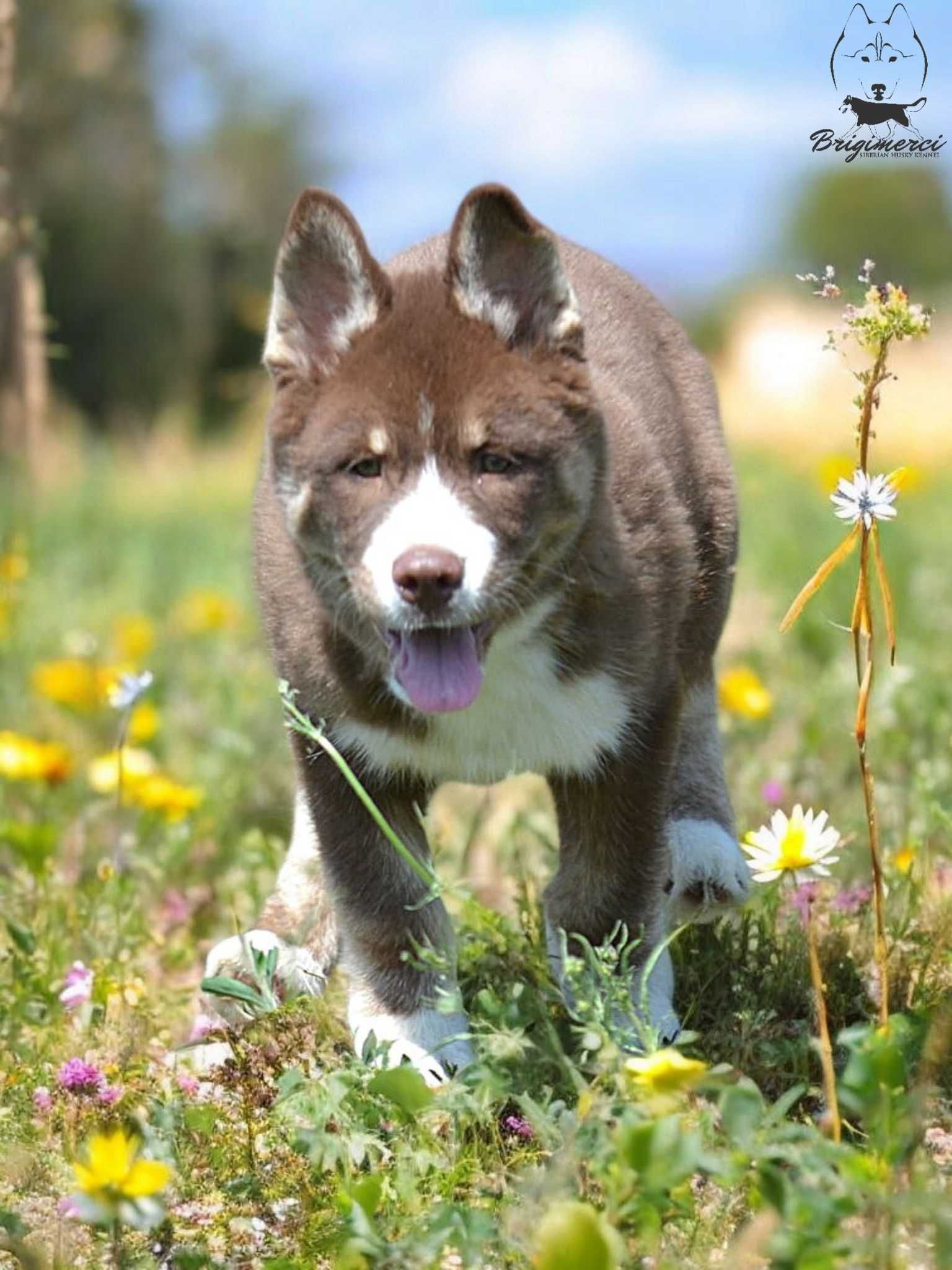 Raritate! Husky Siberian culoare inedita