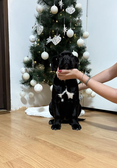 Pedigree A++:BRUNO x GRETA Red Dogs Champions