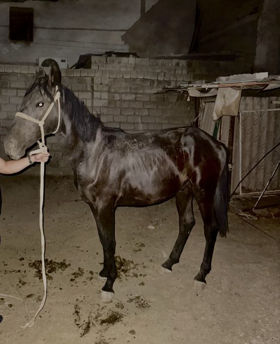 Кора байир от сотилади. Казахистандиги Чёрный бриллиантни бел боласи