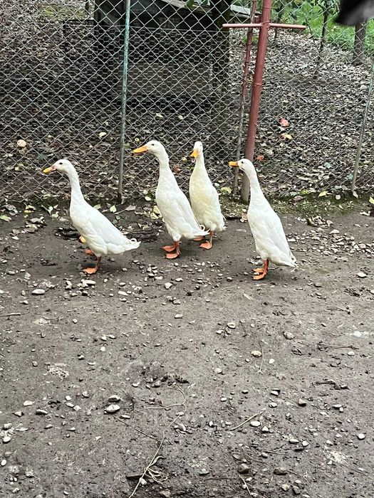 rate indiene si gaște