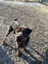 Caine mix rottwailer cu shar pei