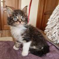 Maine Coon disponibil