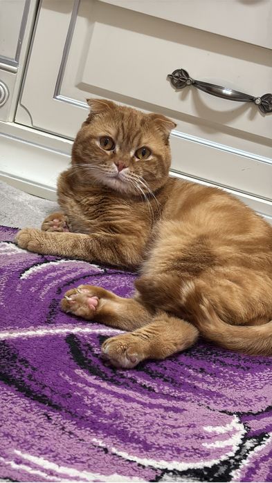 Вислоухий Кот Скоттиш-фолд