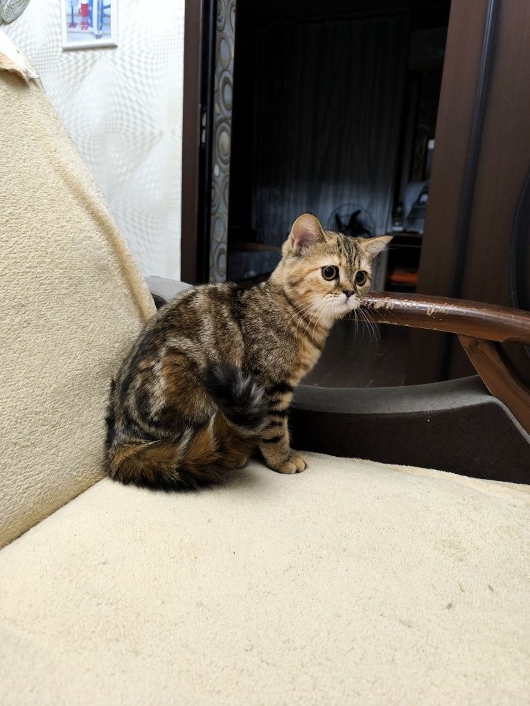 Продам девочку шотландскую скотиш страйт,