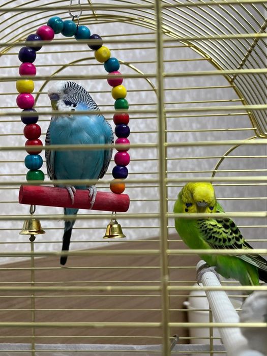 Классные волнистые попугаи ищут дом