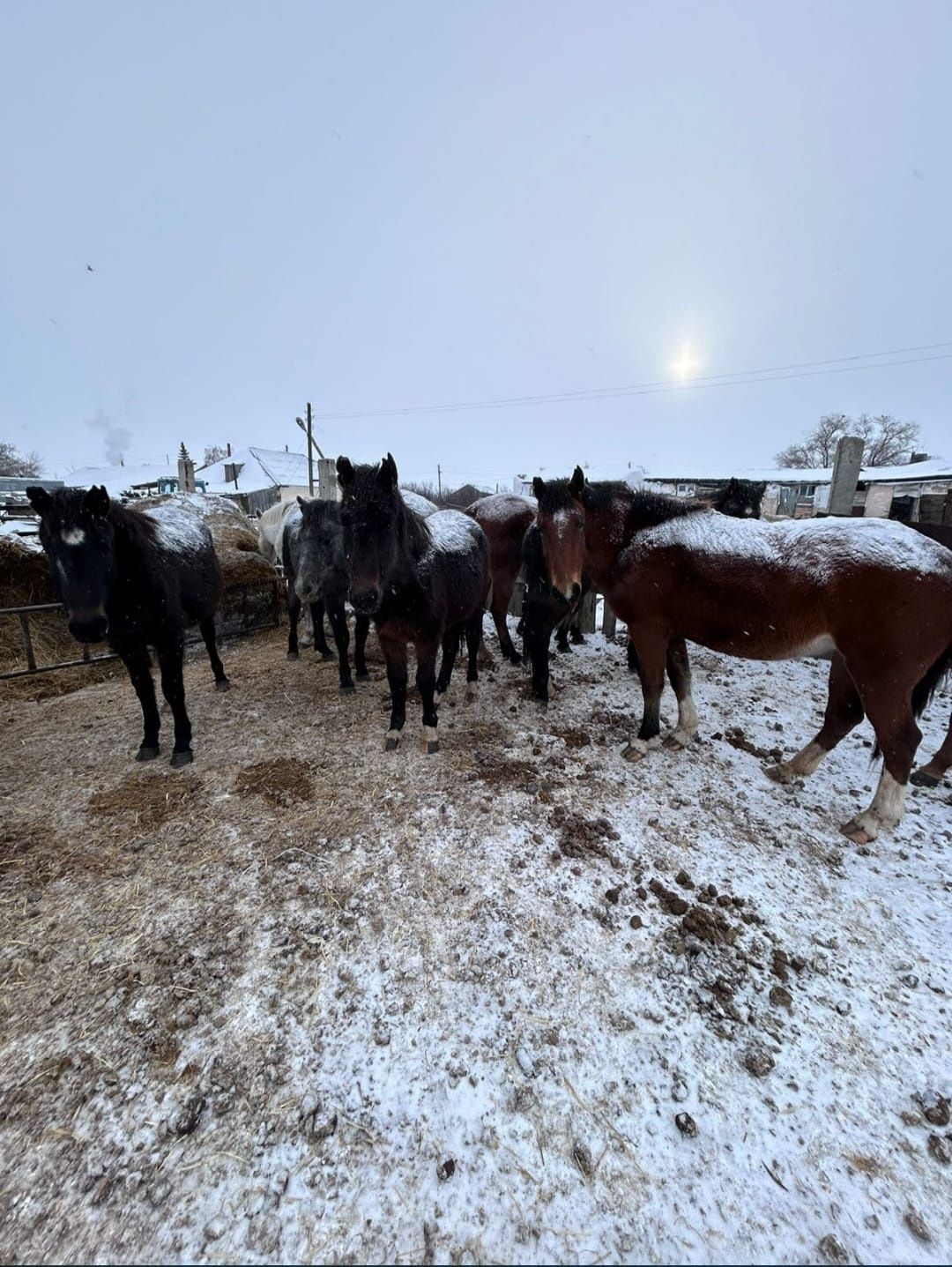 Продам 11 кобыл, 8 жеребят