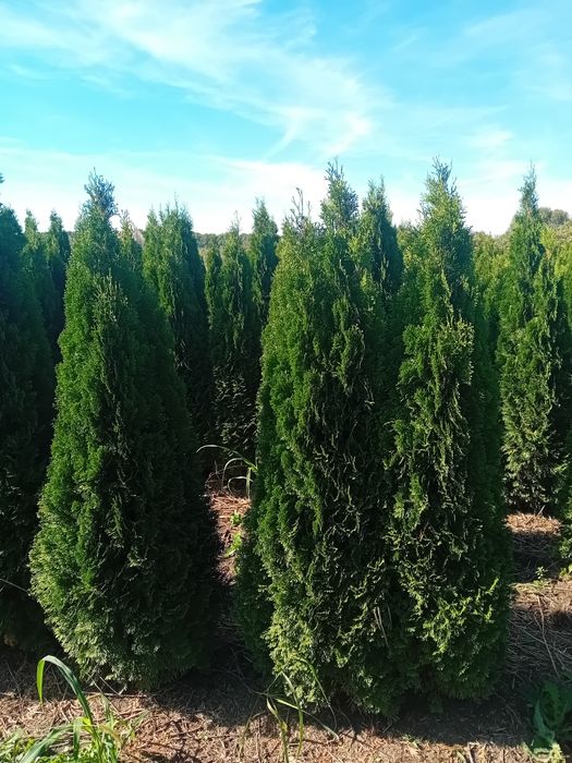 Vând tuia thuja smaragd diferite dimensiuni