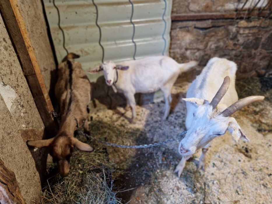 Vanzare capre de rasa