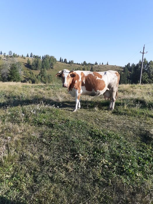 Vaci de vânzare de abator