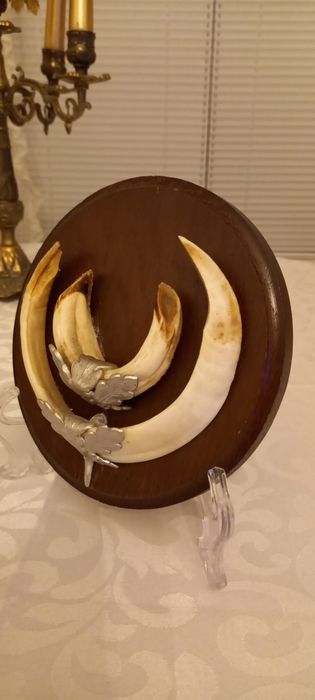 Немски трофеи диво прасе, документ, трофей