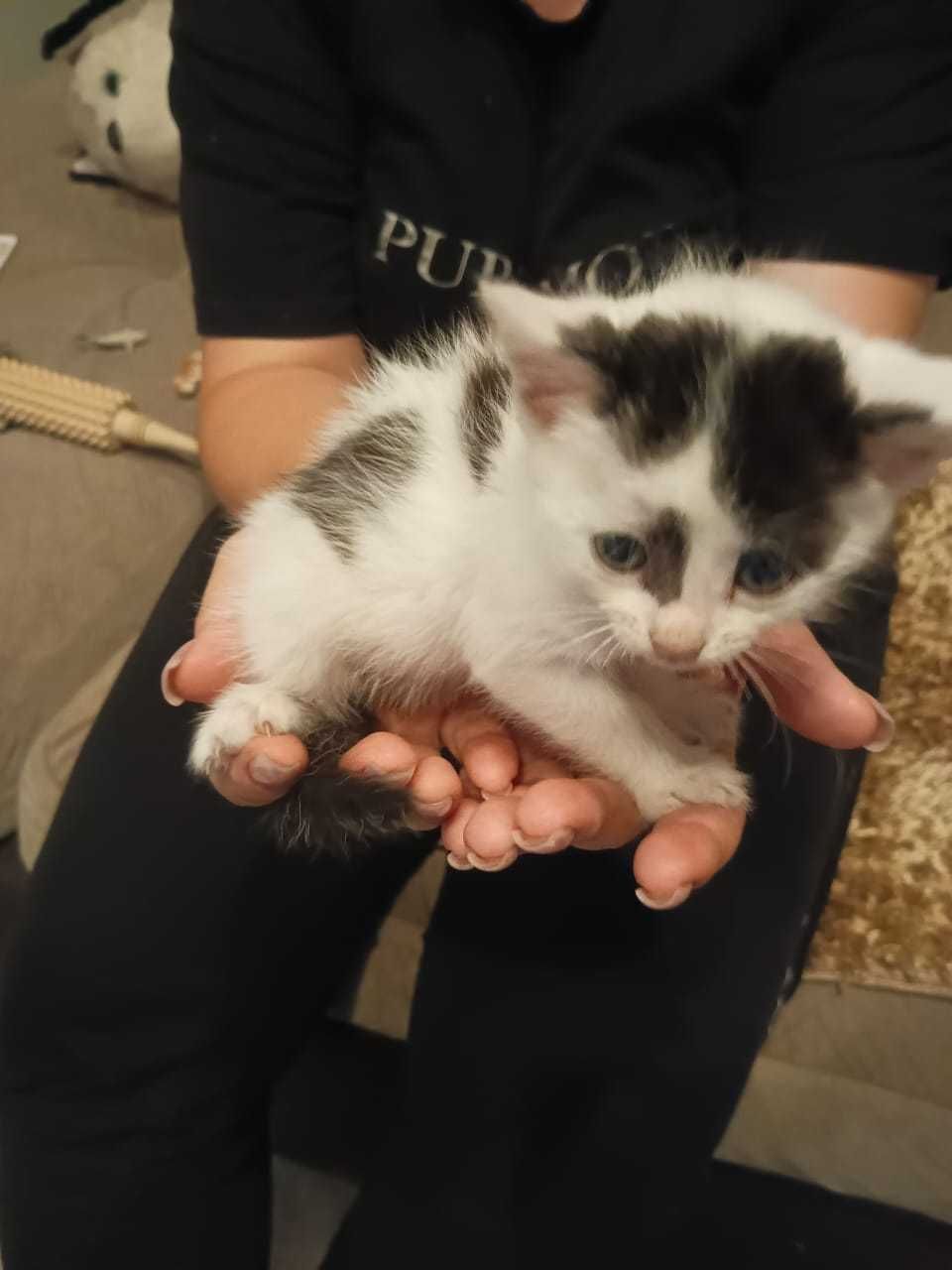 Котёнок девочка ищет дом