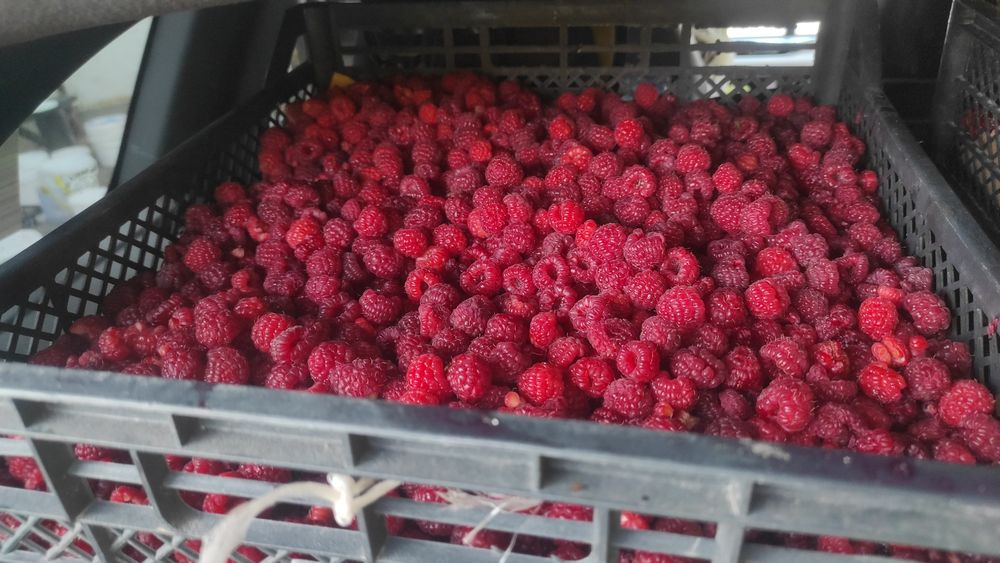 малина ремонтатная