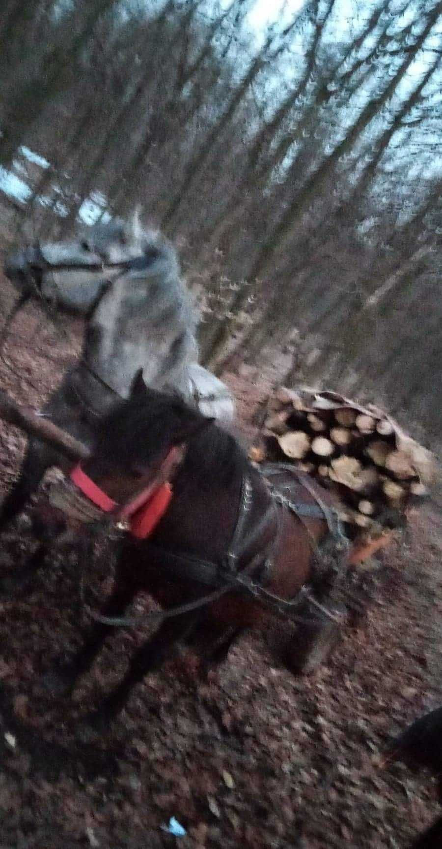 Vand ponei invatati la caruta