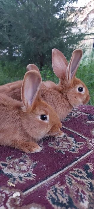 Декаратив куйончалар болалари сотувда  панда галанд