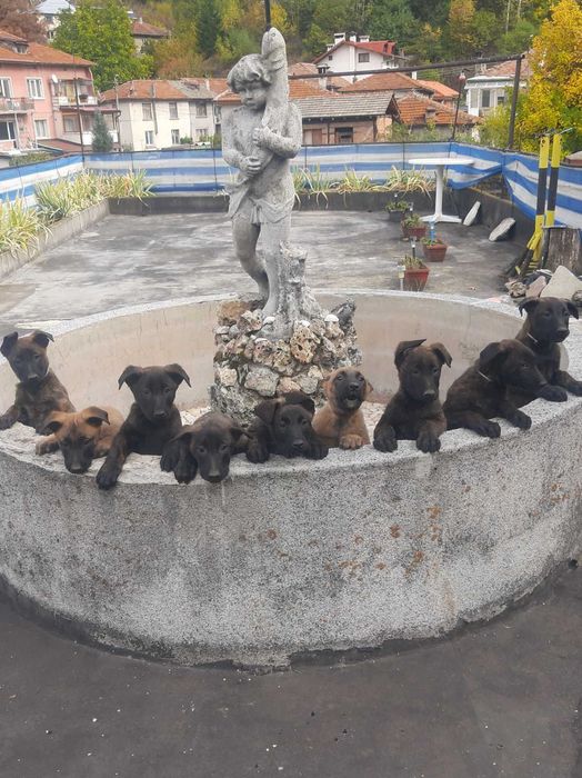 Холандска овчарка – малки кученца