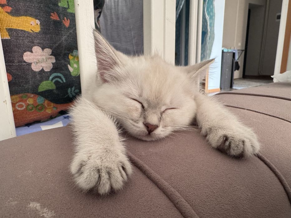 отдам котенка 3 месяца