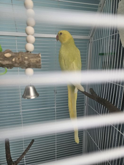 Pui micul alexandru cu colivie mare si accesorii