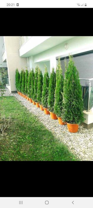 Brazi arginti și verzi  mesteacăn tei