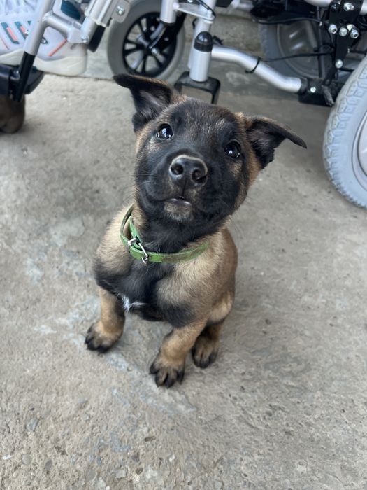 Ciobanesc belgian malinois