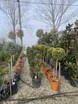 Plante ornamentale Diferite forme