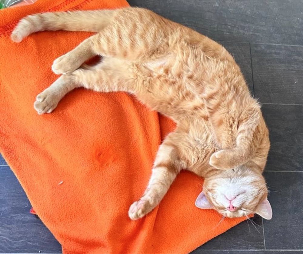 Джинджифилово коте момче, моля, прочетете описанието