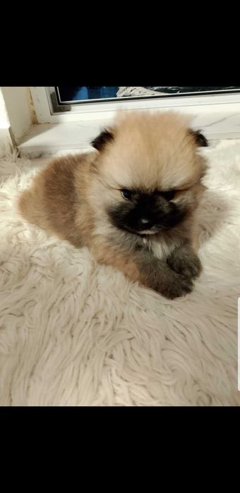 Померан момче и момиче